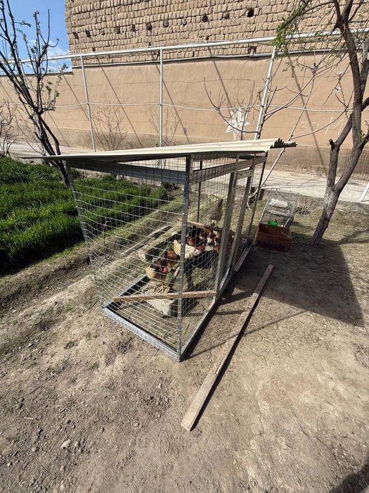 Tovuq va kabutarlar uchun uycha