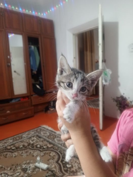 Отдаётся котенок