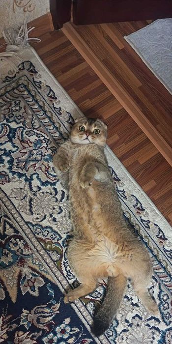 Клетка, лоток для котят