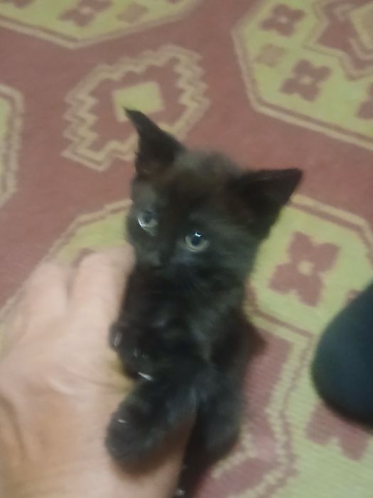 Отдам 2х котят в хорошие руки