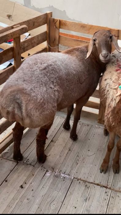 Насилли авгон бугоз куй.