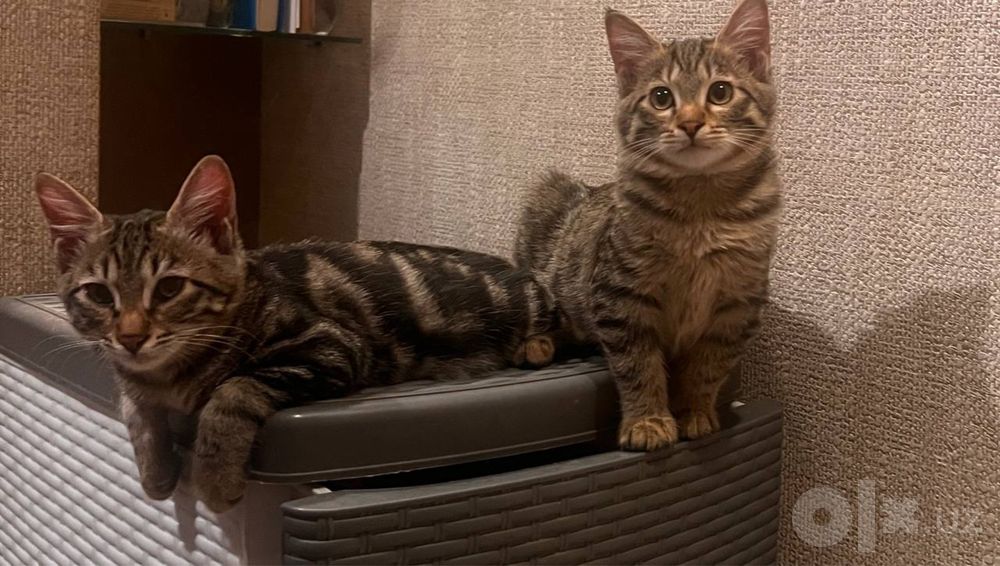 Котятам нужна семья!