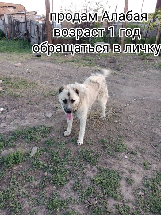 Продам щенка Алабая . Возраст 1 год