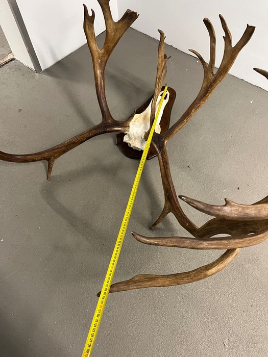 Огромен трофей от карибу - Северен Елен