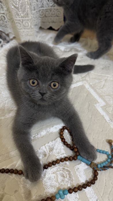 Фолд и страйт девочка и мальчик