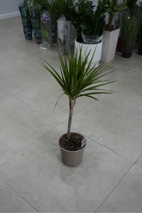 Драцена Маргината 70 см