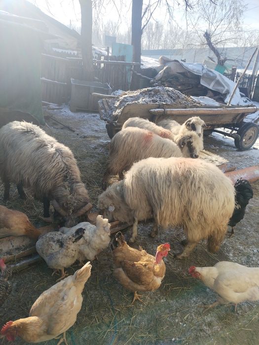 Se vinde 4 oi și un berbec