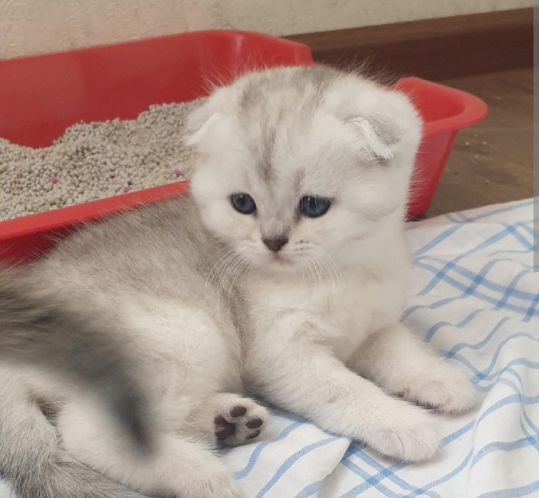 Чистокровные шиншилла серебро