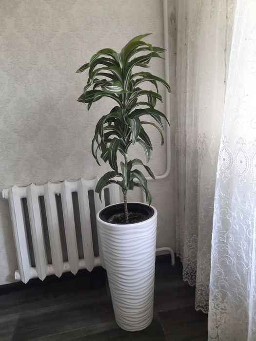 Продам цветок Драцену.