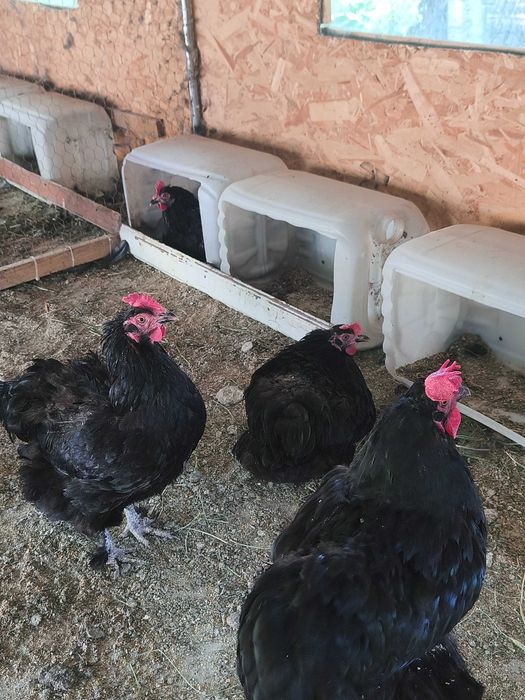 Familie Marans negru arămiu