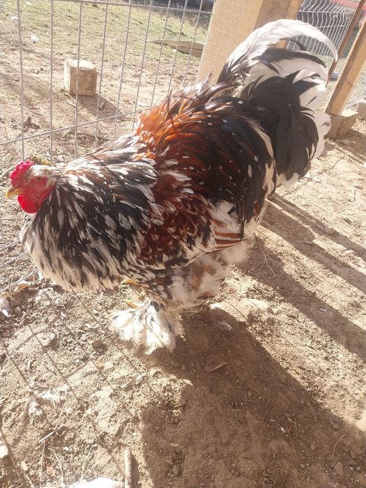 2 cocosi si 4 gaini brahma portelan...locatia Pitesti...