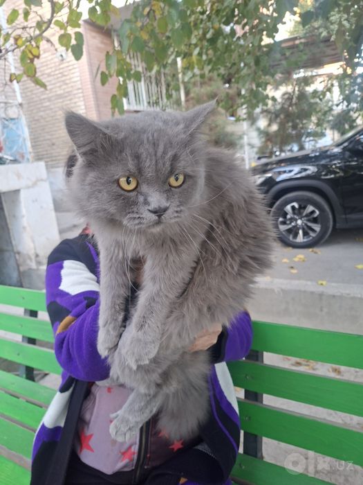 Красивый породистый кот мальчик 2 года