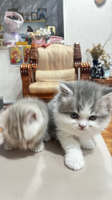 Британские котята