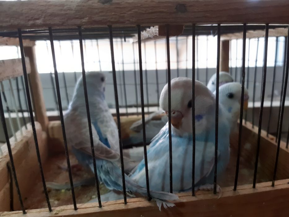 Valnisti papugay miramr