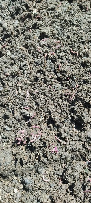 Kaliforniya BIOGUMIS Chuvalchangi, 150000 bir savati