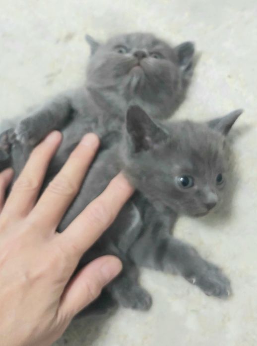 Срочно отдам котят в добрые руки