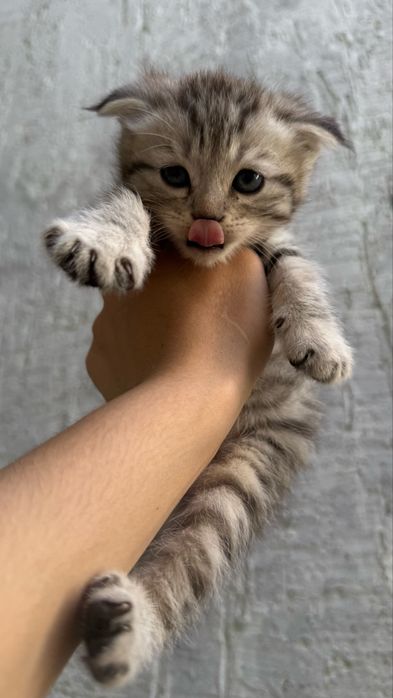 Котята родились 7 апреля