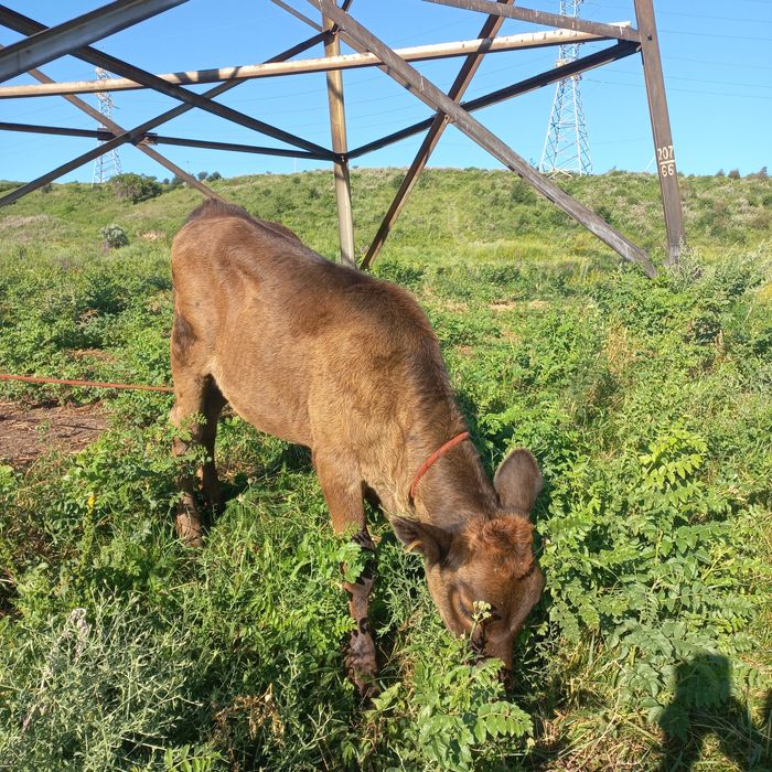 Продам дойную корову.