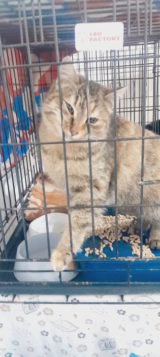 Отдадим кошку в добрые руки