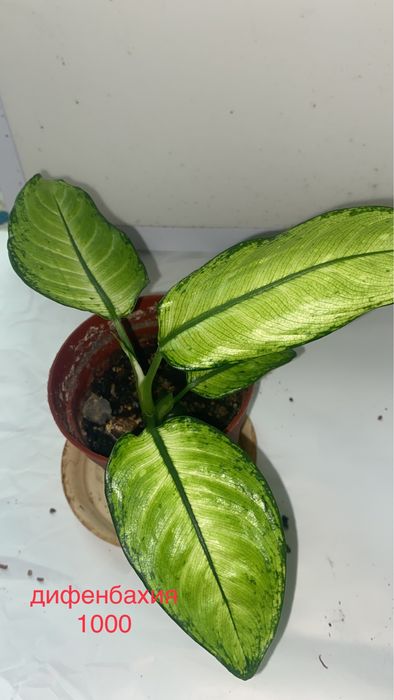 цветы комнатные