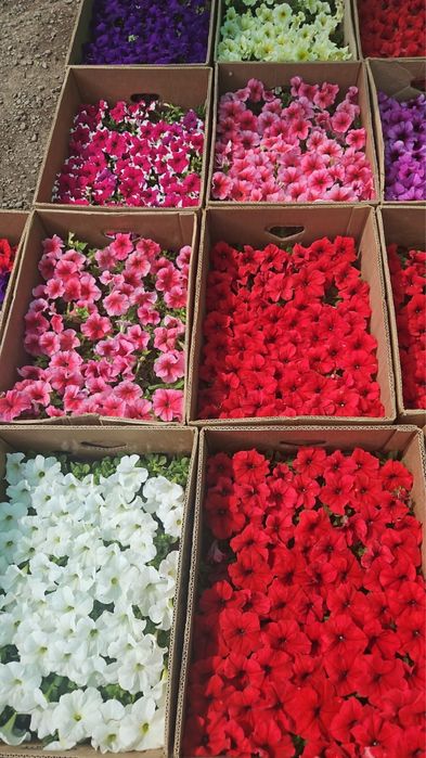 Петуния Сальфия Бархатцы