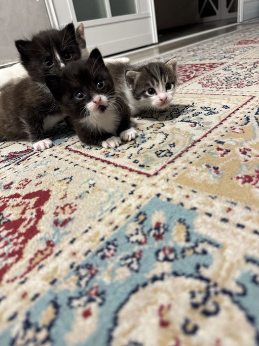 Котята в добрые руки