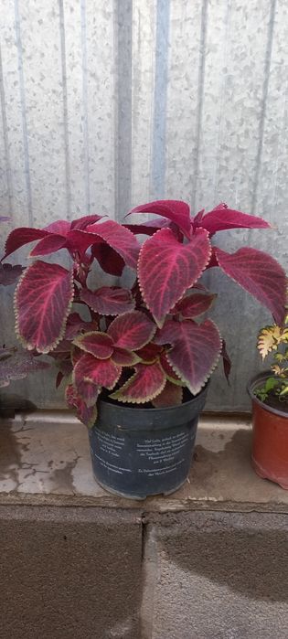 Колеус.  1000 тг