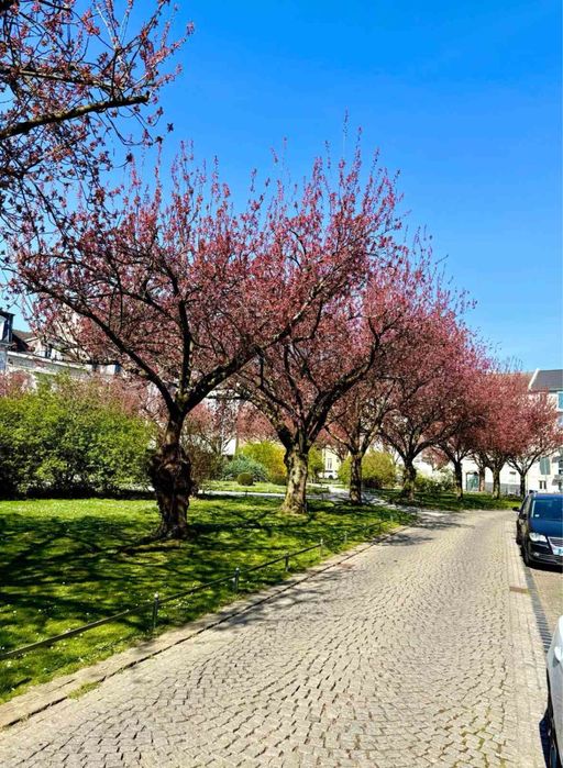 СПЕШНО Сграда Германия Крефелд 5 апартамнета 350 кв само за 360000 евр