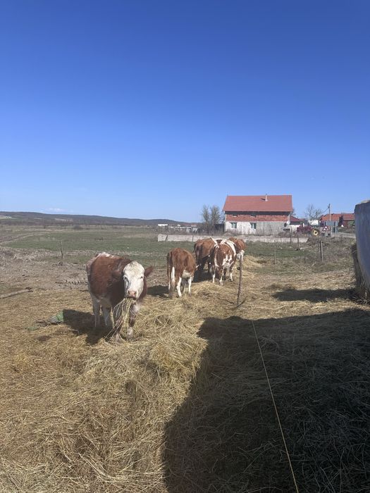 Vand vaci, urgent rog seriozitate