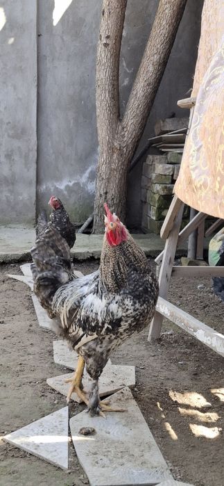 Xurozlar (petux)sotiladi