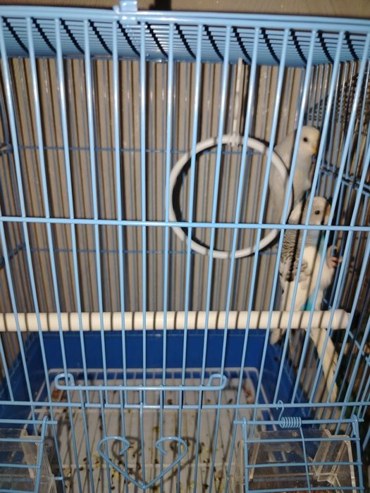 Продам волнистых попугаев мальчик и девочка  срочноо