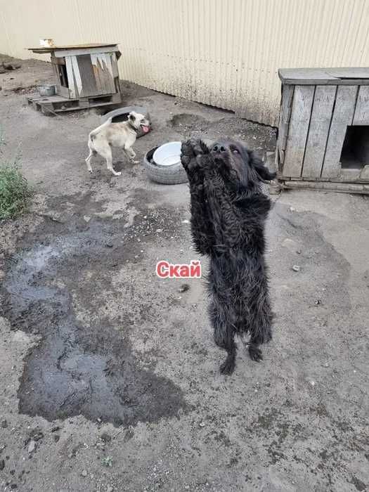 Дарю в добрые и ответственные руки