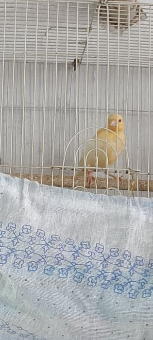 Канарейки.. 15000т