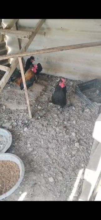 Японский қораздар сатылады