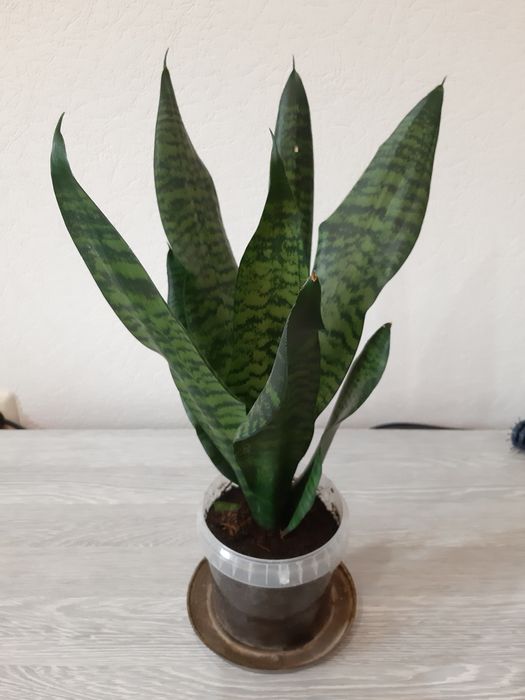 Комнатные цветы по 3000 тг