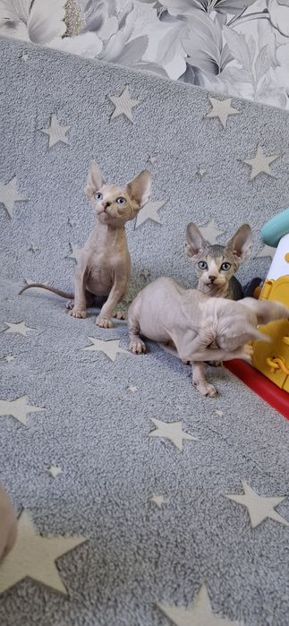 Котята канадского сфинкса