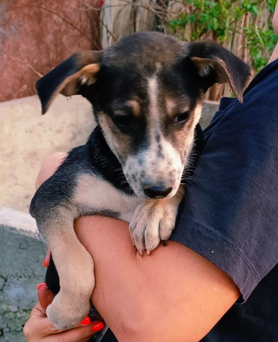 Щенки метисы бесплатно Алматы