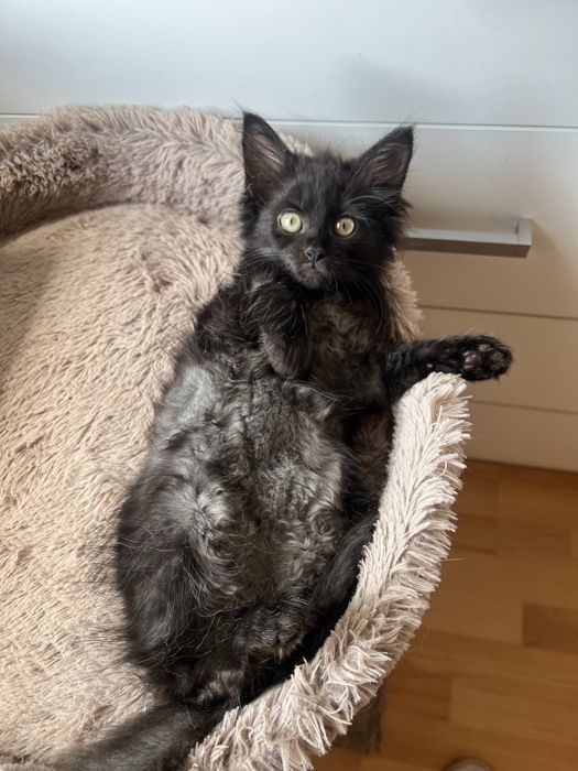 Отдам котят в хорошие руки!