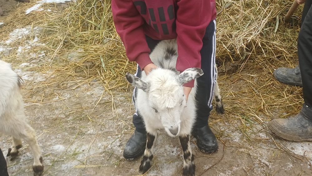 Продам срочно сатамын