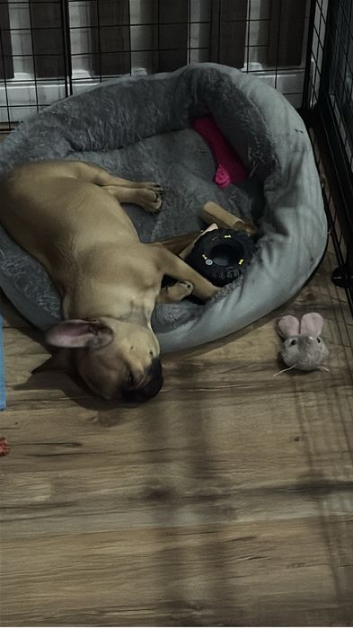 Француский булдог