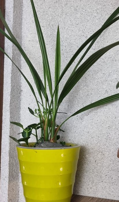 Цветы комнатные от 2500