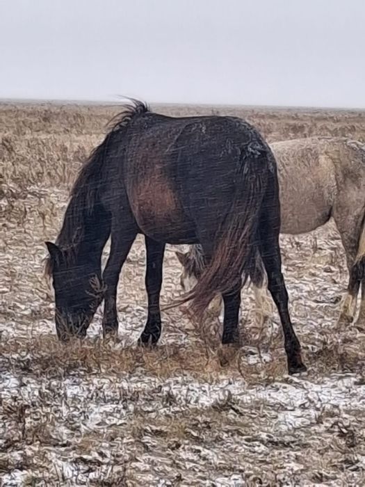 Продам 3 кобылы по 6 лет жеребые 2байталки тоже жеребые