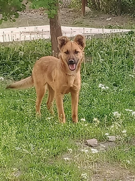 Отдам в хорошие руки