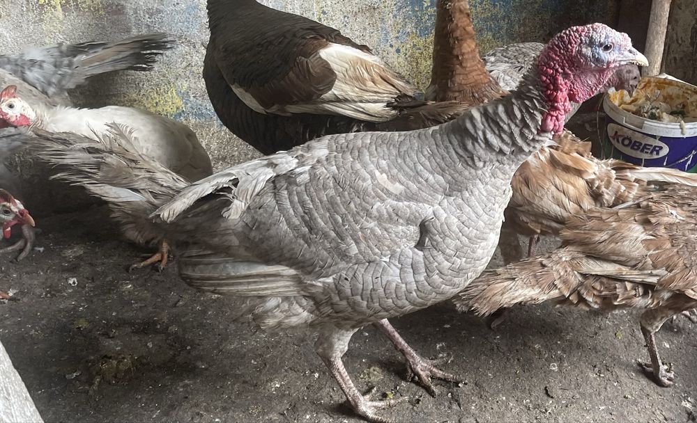 Vind doua perechi curci  Albastre