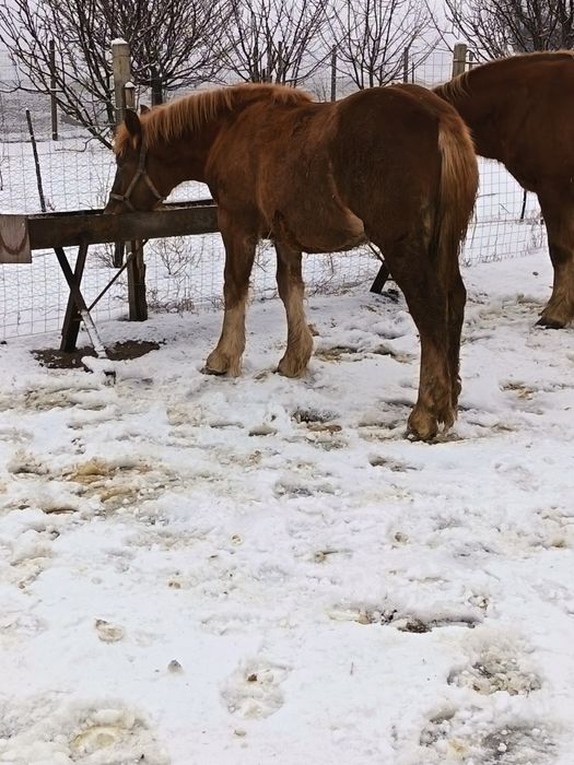 De vinzare minza de 8 luni