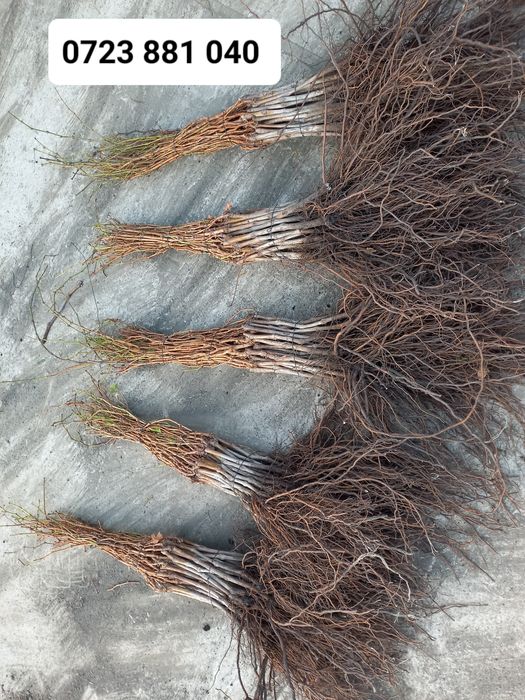 Butasij vita de vie anul 2 și anul 3