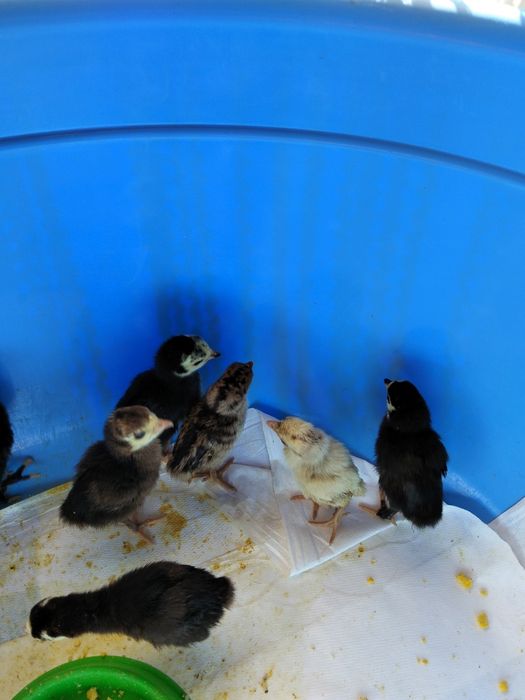 Продается индюшата