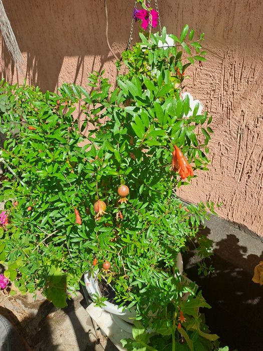 Продам комнатный гранат