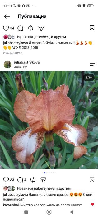 Клубни ириса продам