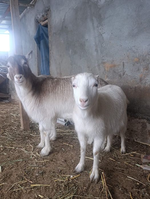 Теке және ешкілер шыбыштар сатылады.
